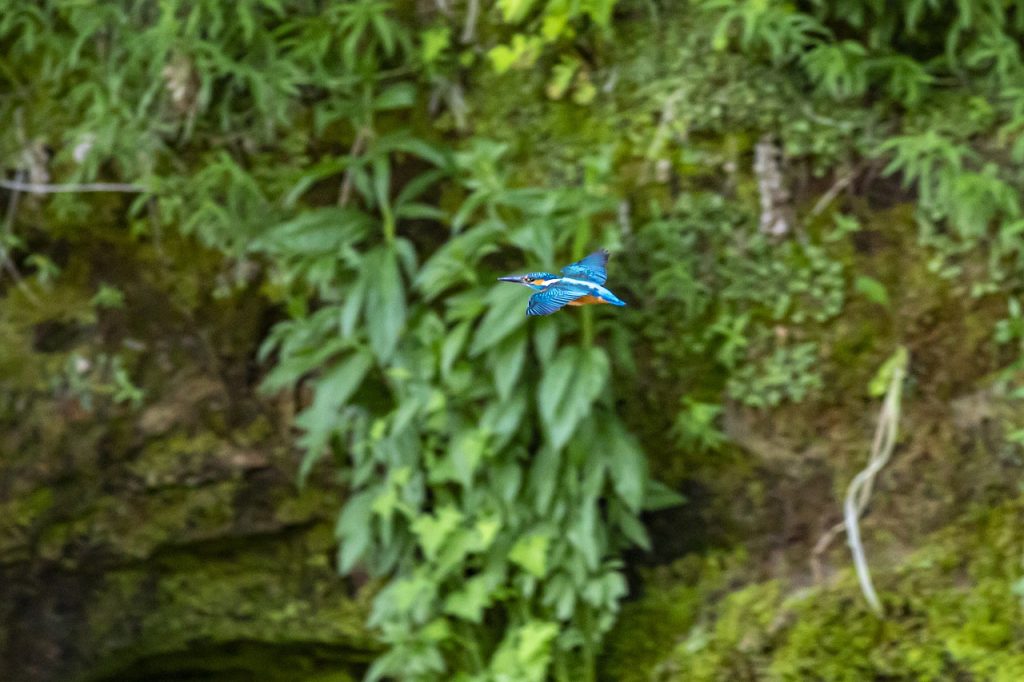 kashmiri birds