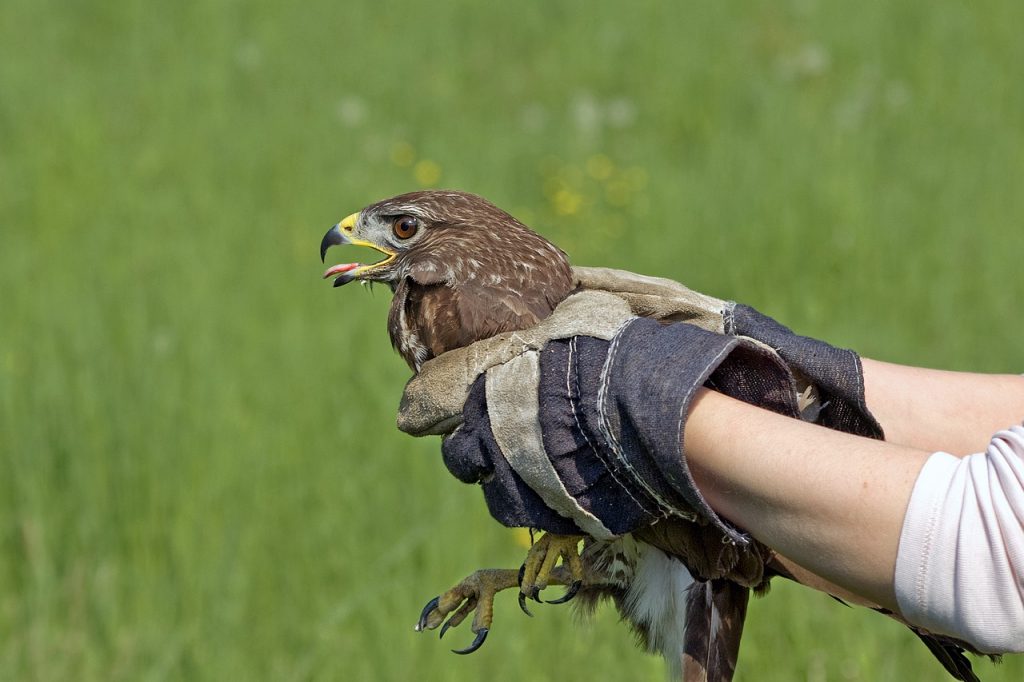 Woman Rescuing Wildlife