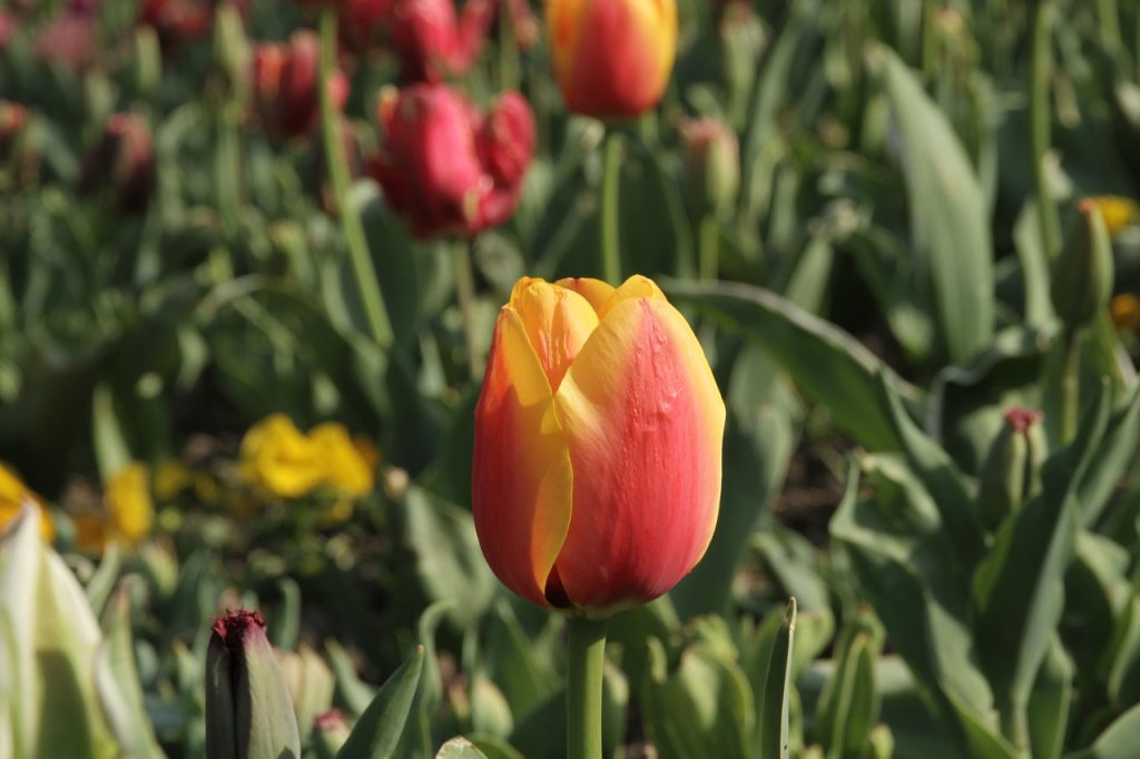 flowers of kashmir flora