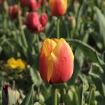 flowers of kashmir flora