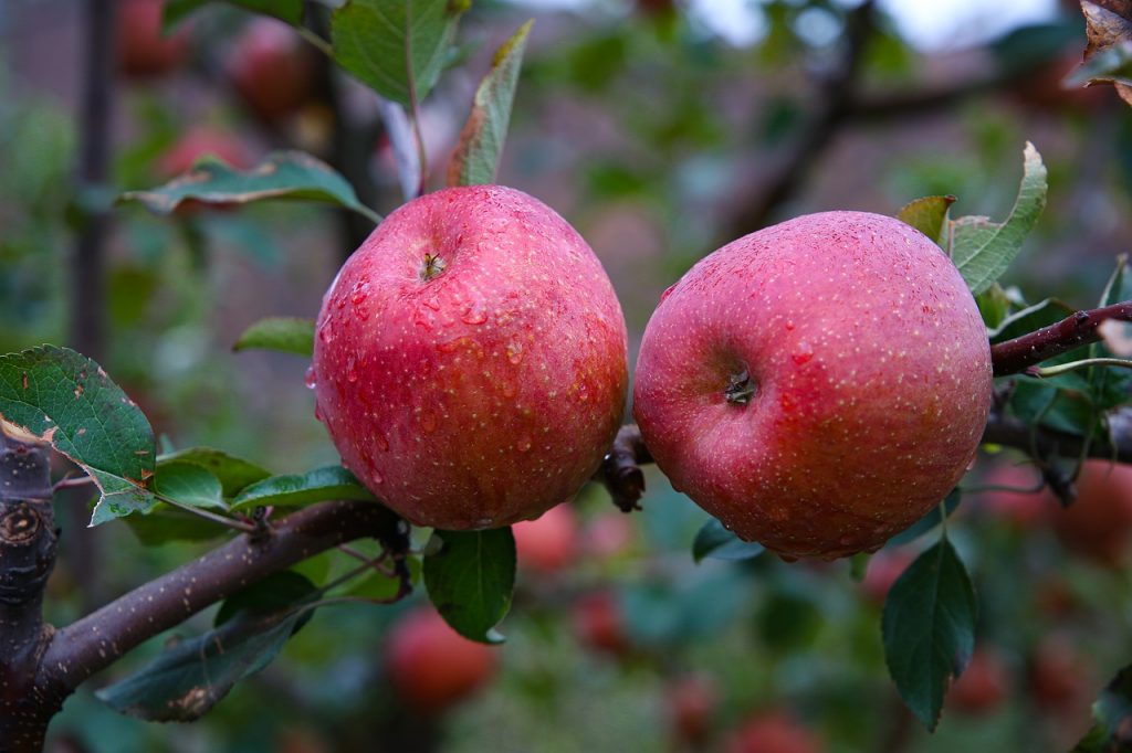 kashmiri apples