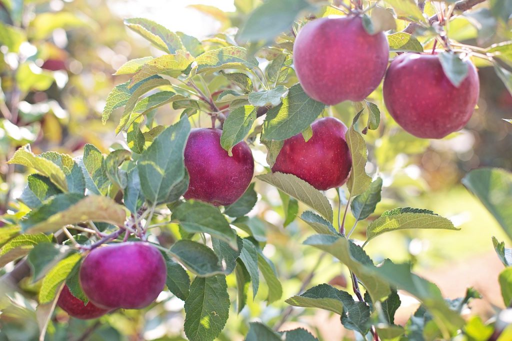 apple growers