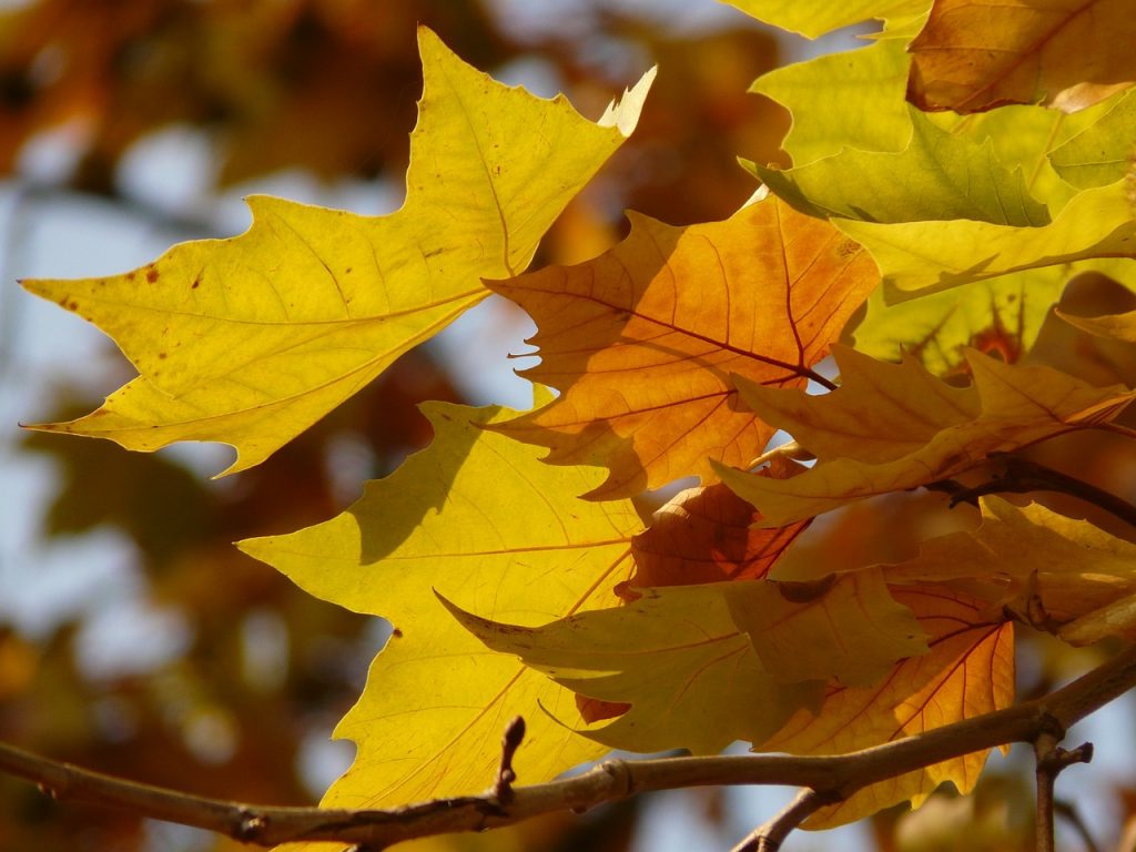 chinar trees dal lake