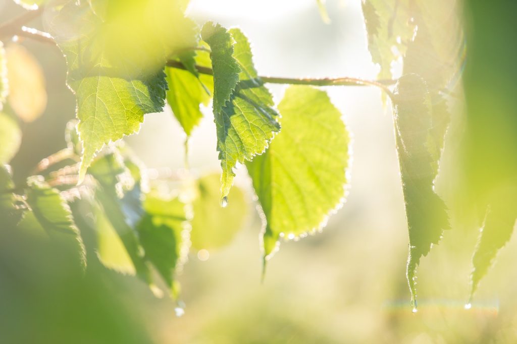 organic farming in jammu and kashmir