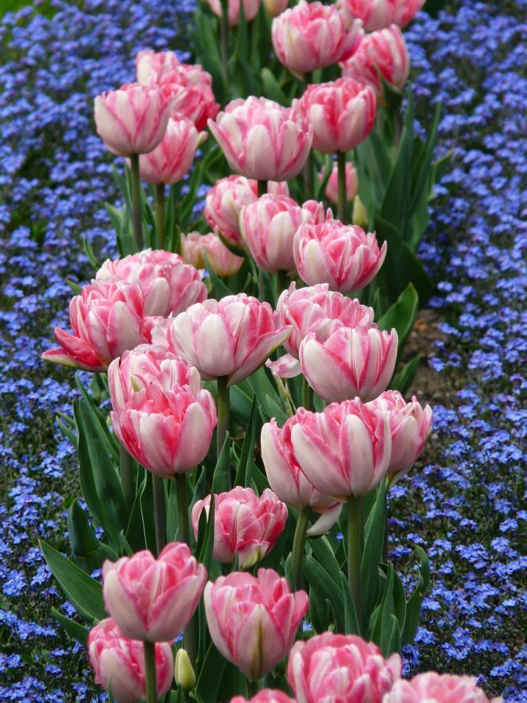 Tulip Garden in Srinagar