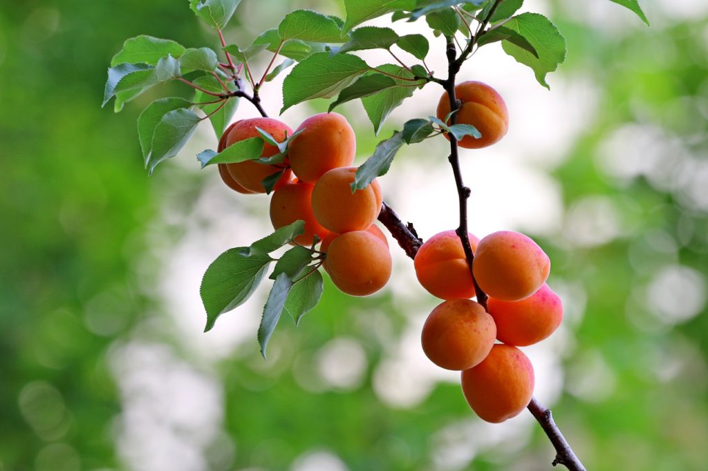 list of temperate fruits of Jammu and Kashmir