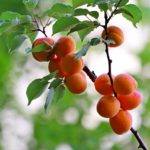 list of temperate fruits of Jammu and Kashmir