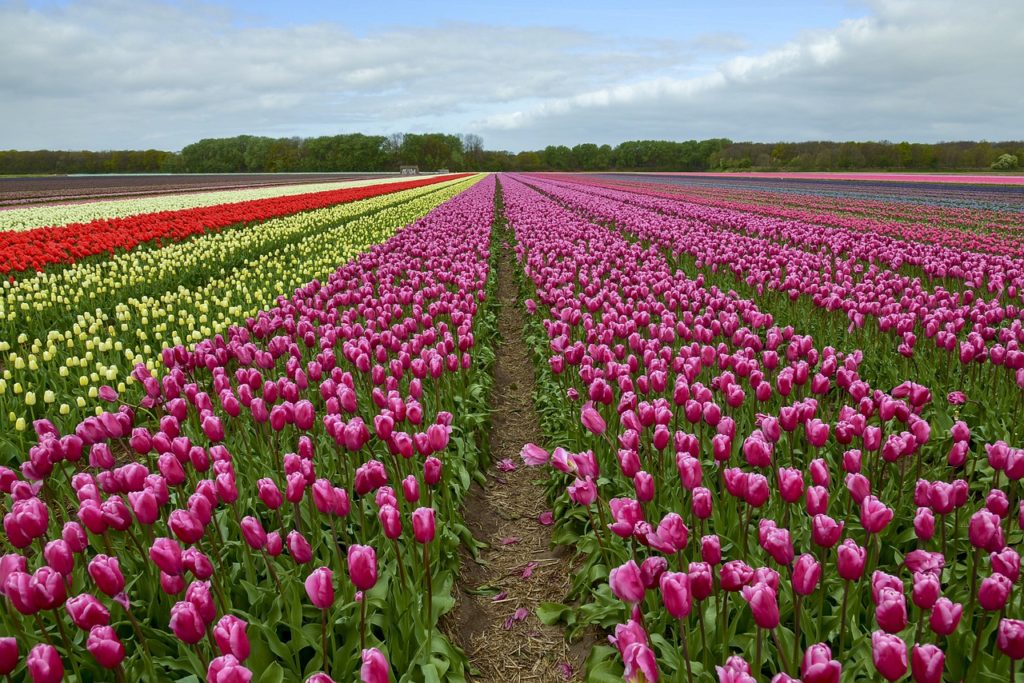 kashmir in spring season