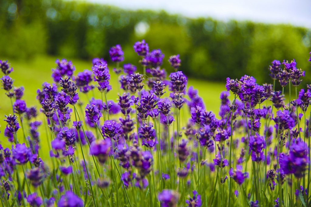 lavender cultivation kashmir