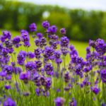 lavender cultivation kashmir