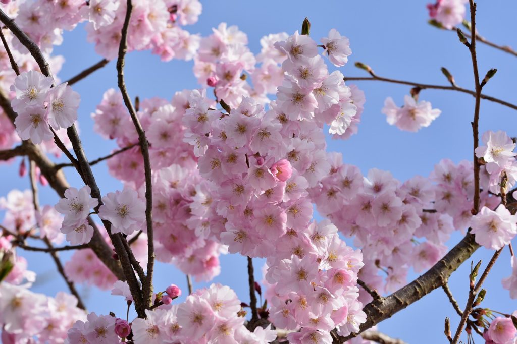 spring blossoms bloom kashmir