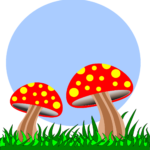 cultivation of exotic mushrooms