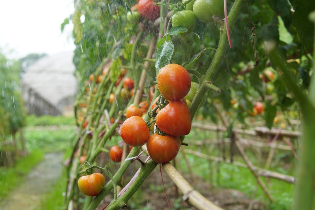 vegetables grown in Jammu and Kashmir