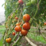 vegetables grown in Jammu and Kashmir