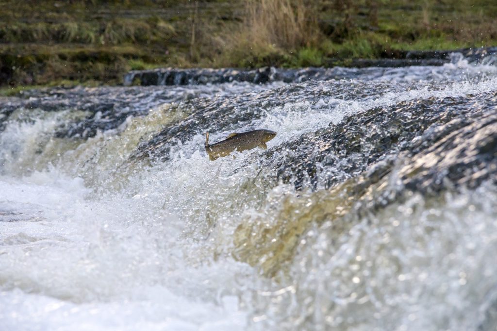 trout fish farming in Kashmir