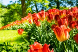 Tulip festival kashmir