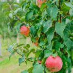 sopore apple town in kashmir