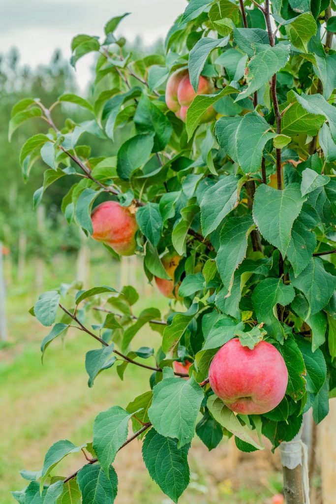 sopore apple town in kashmir