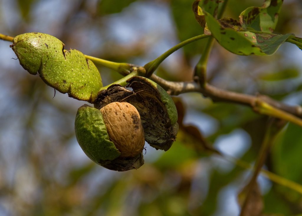 walnut season in Kashmir