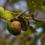 walnut season in Kashmir