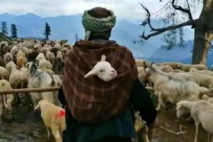 Bakarwal Shepherd with Lamb pastoral traditions of Kashmir