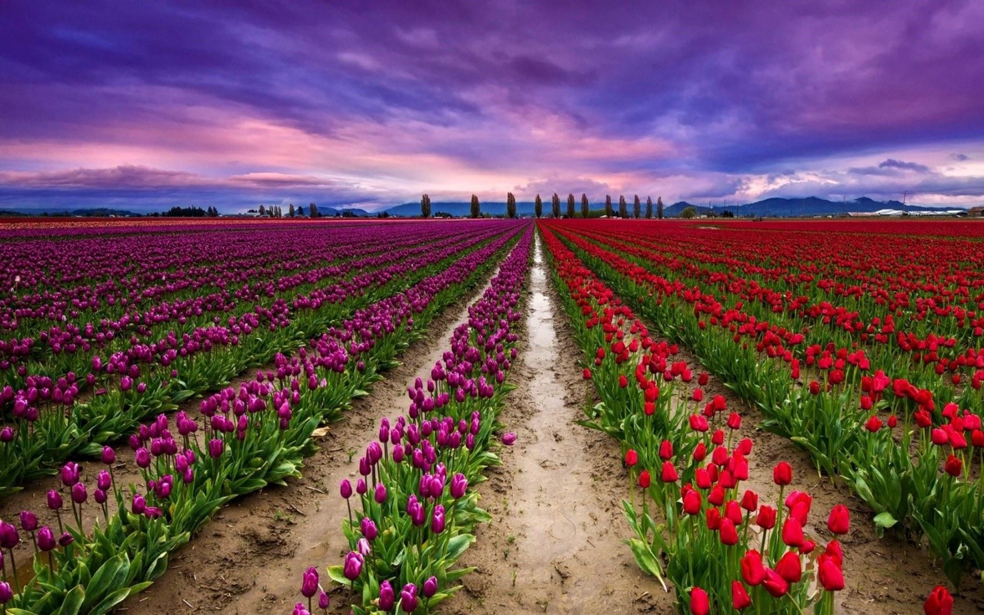 Tulip Festival, Srinagar (Indira Gandhi Memorial Tulip Garden)