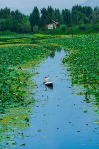 lotus-covered-canal-boat-kashmir