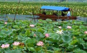 shikara-lotus-flowers-dal-lake